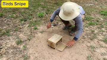 How to Make parrot trap Wildlife | Amazing Parrot trap | Easy Trap bird | #youtubevideo #birds