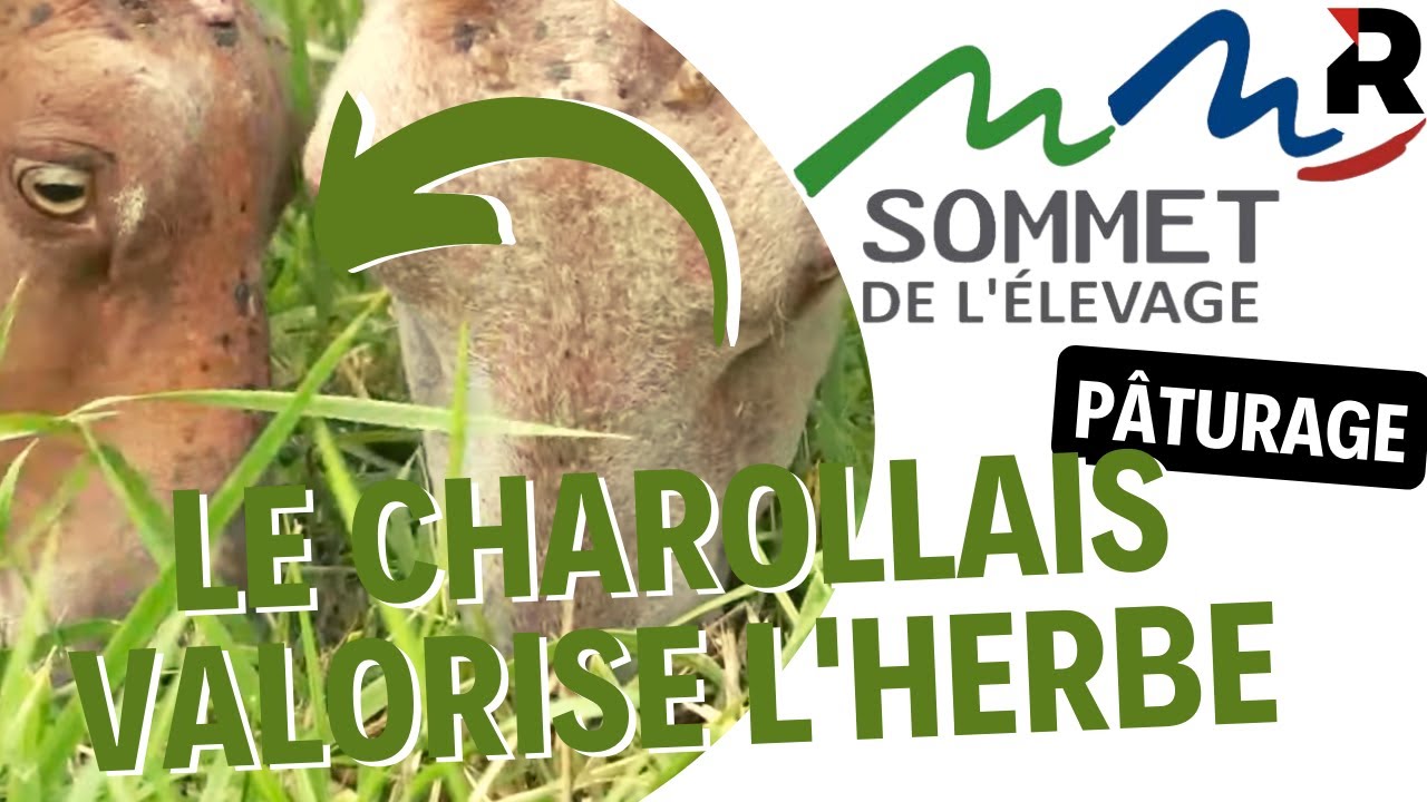 Visite chez Etienne Debarnot, éleveur de mouton Charollais