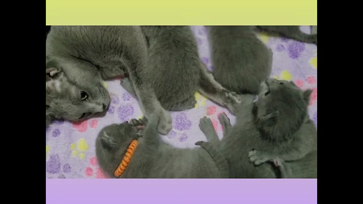 Video 1287261: russian blue cattery, russian blue kitten playing, litter