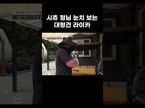 카리스마는 덩치에서 나오는 게 아닙니다 #shorts