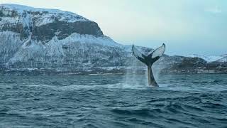 Highlights of Episode Twelve - Whales Are In The Air by Orca channel 506 views 10 months ago 1 minute
