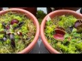 Dionaea Muscipula : como cuidar ou cultivar (atualizado para iniciantes)