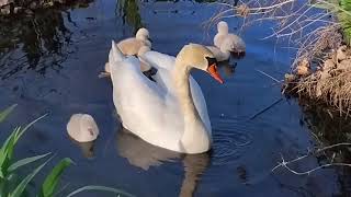 2026 Swan Chicks @ Cedar Memorial (Cedar Rapids, IA) @CaptainUnusual