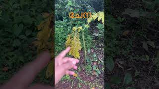 ചന Elephant Foot Yam Vegetable Identification