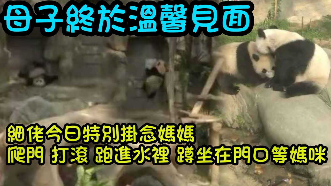 3月7日   被細佬和盈盈的母子情感動了，細佬今日尤其思念媽咪，奶媽只好讓細佬過去找盈盈#大熊貓加加得得 #香港大熊貓  #大熊貓家姐細佬
