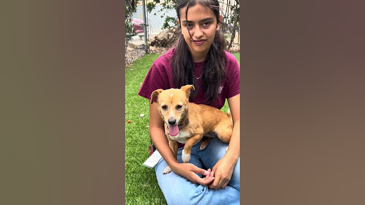 NEW A5702889 Frida | Terrier
