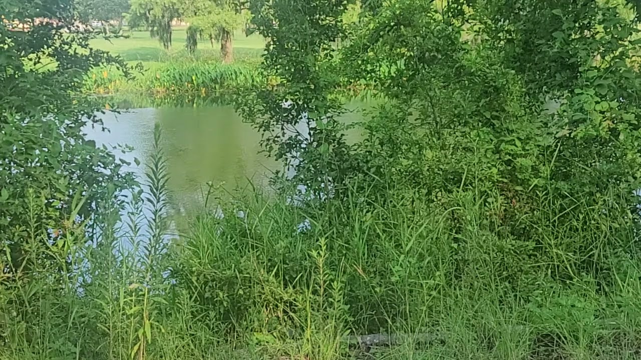 Smooth Sounds of Nature's Lake