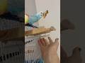 🥖Ekmek parçasıyla kavga eden Pamuk 🤣Mama kabında durmasına müsade etmiyor 🍞😅 #pamuş #birdslover