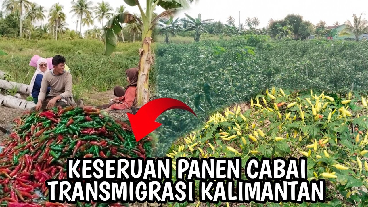 SERUNYA PANEN CABAI DI LAHAN TRANSMIGRAN MUDA ASAL TRENGGALEK TRANSMIGRASI KALIMANTAN UTARA