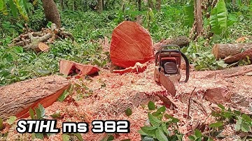 FASTER AND SIMPLE!!! Mahagany tree cutting in village| STIHL ms 382
