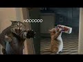 Try not to laugh  new funny cats   meowfunny par 32