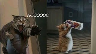 Try Not To Laugh  New Funny Cats Video   MeowFunny Par 32
