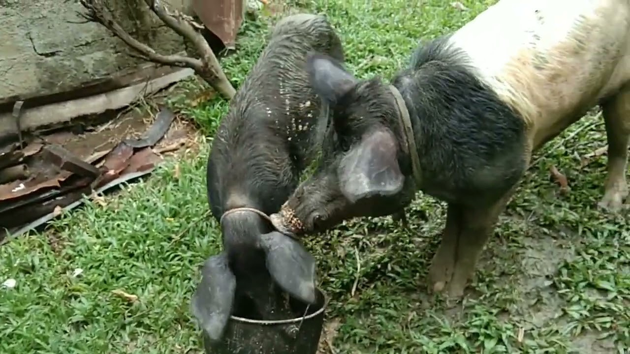 BUHAY PROBINSYA DECEMBER 6 #animals #farming #business #farmlife #viral 🐖🐷