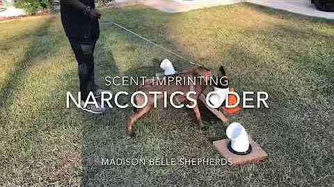 Belgian Mals Pup Imprint Scent Work On Tubes