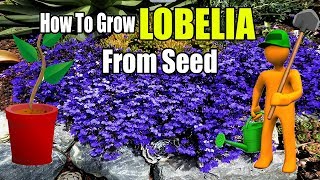 How To Grow Lobelia From Seed Gardening Story