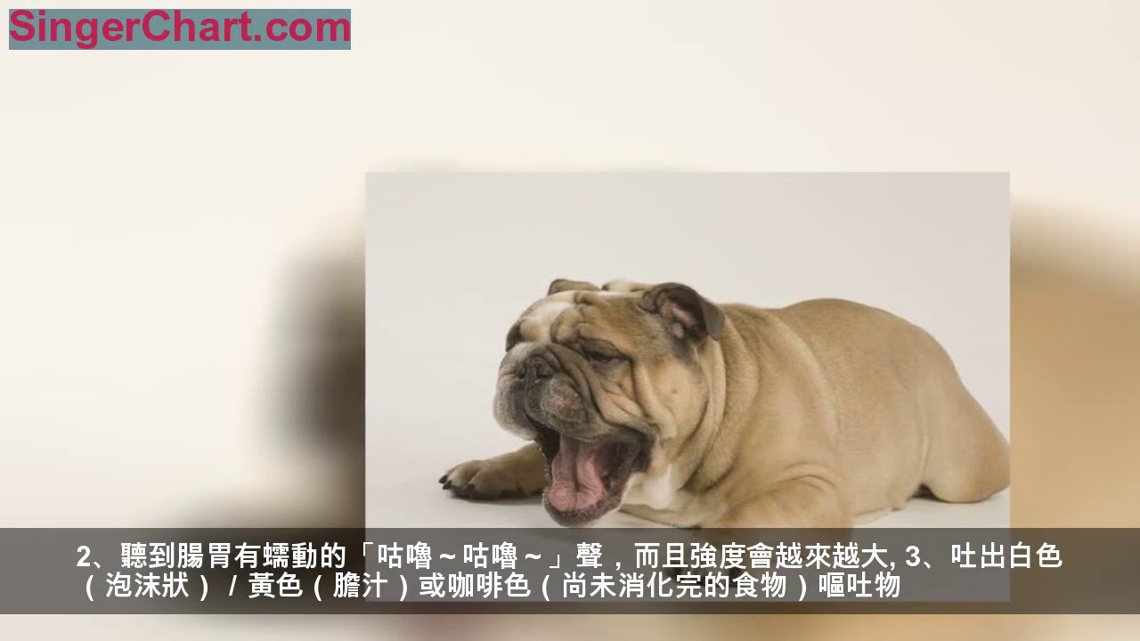 狗狗腸胃炎有什麼癥狀 Dr Shui