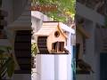 WOODY MASTERPIECE For Your Feathered Friends! #diy #woodworking #shortvideo #shorts