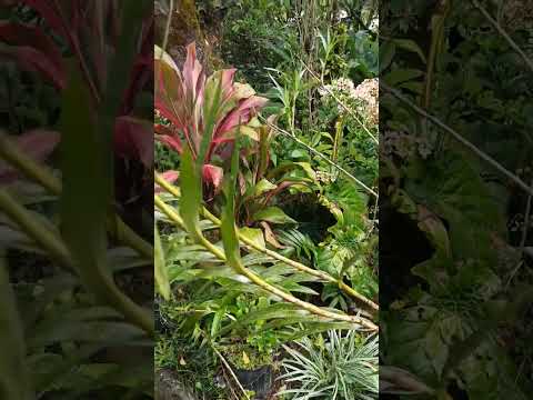 Arundina graminifolia: Bambusorchidee in Monteverde #Shorts