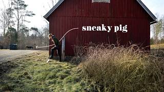 #14 Spring chores at the circus... I mean, homestead | Escaping pigs, sheep shearing & home reno