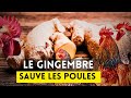 3 bienfaits du gingembre dans llevage de poules locales