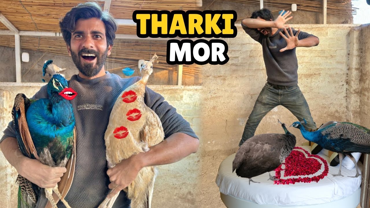 Mor Ka Teesri Bivi Par Reaction 🫢