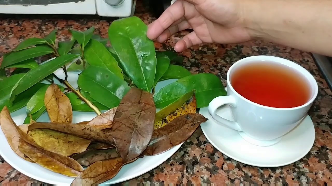 Propiedades Curativa de las Hojas de Guanabana, Trata el Cáncer, La