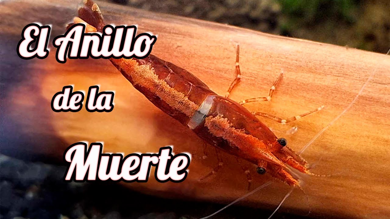 Anillo de la muerte en Gambas. Como evitarlo