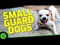 Top 7 Astonishing Small Guard Dog Breeds