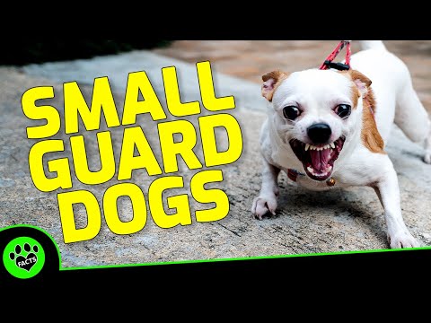 Wideo: 9 małych ras, które tworzą wspaniałe psy stróżujące