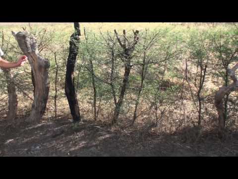 Video: Osage Orange Pruning - Cara Memangkas Osage Orange Sebagai Pagar Hidup