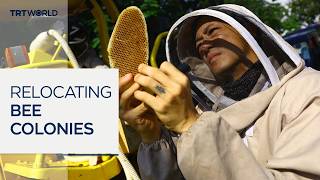 Singapore bee rescuer saving the swarm