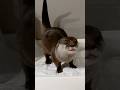 カワウソのかわいいくしゃみ5連発