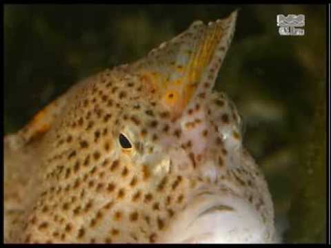 Spotted Handfish (Brachionichthys hirsutus) - Tasmania, Australia