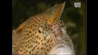 Photographer Nicolas Remy captures image of the rare spotted handfish