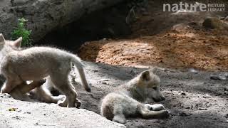 Famous Three Hudson Bay wolf pups playing near den, Bavarian Wildlife Forest Park, Germany Profile