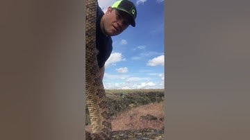 How to kill a Rattlesnake Properly