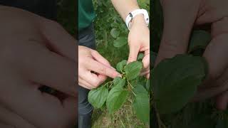 Common Buckthorn - Identification and Impacts