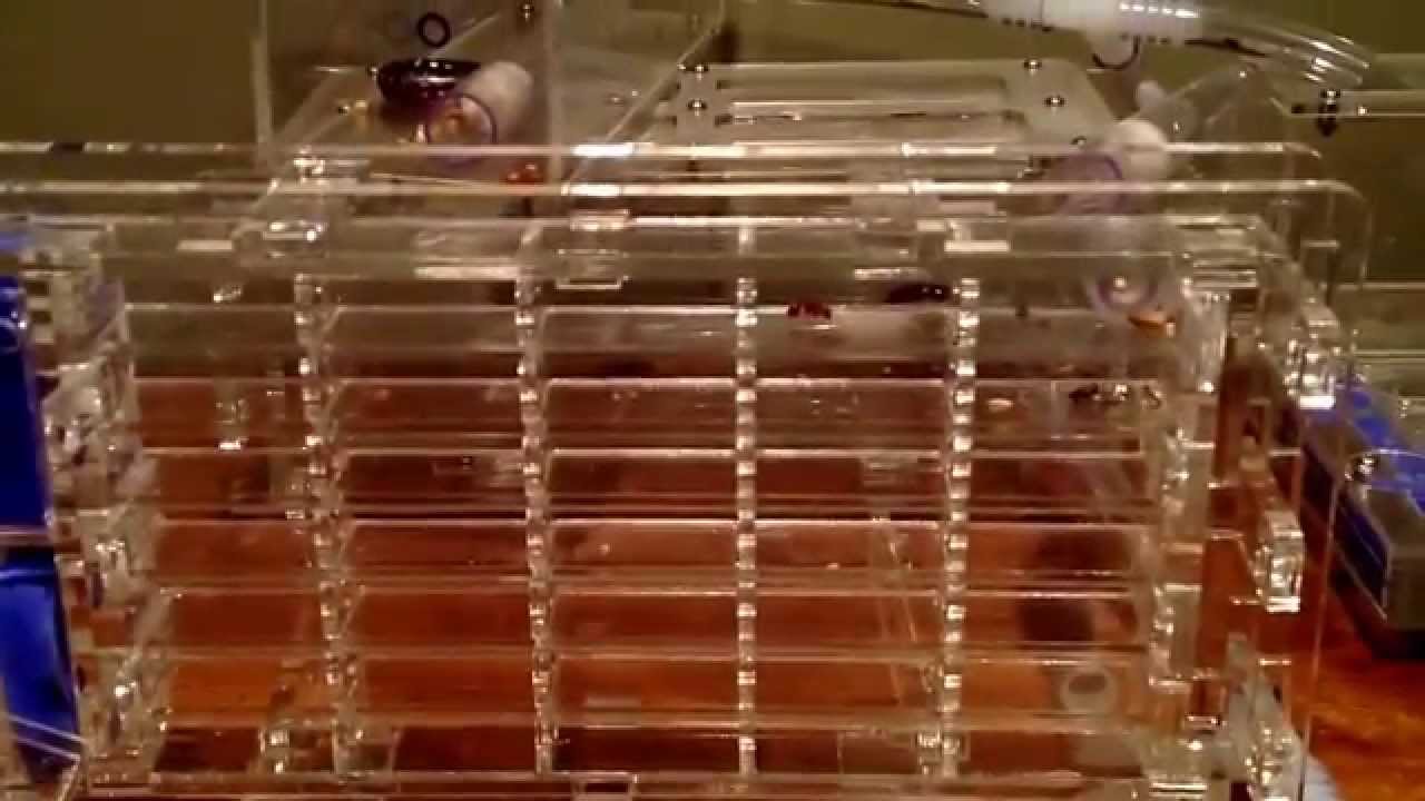 Hibernating red harvester ants