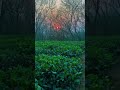 Peaceful Sunset in a Green Forest 🌿 | Relaxing Nature Scenery | Calm &amp; Aesthetic Video