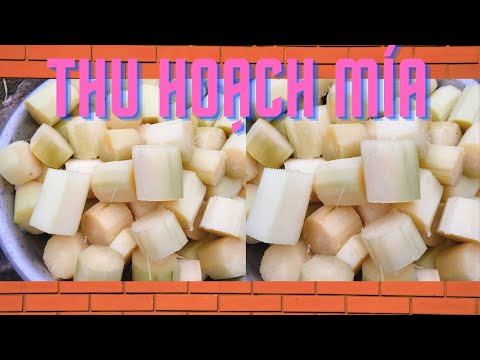 Video: Bạn Thu hoạch Mía như thế nào - Mẹo Thu hoạch Cây mía