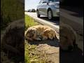 A heartwarming story#dog #animalrescue #love #cute #shorts