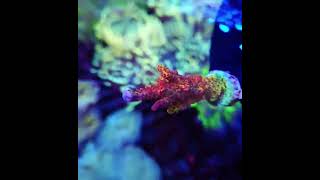 #acropora #reefkeeper #reeftank #meerwasseraquaristik #korallen #aquarium