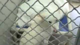 Castaic Shelter 11-18-11 - Please Adopt... Save A Life...