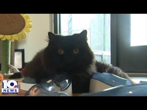 Video: Paw čtení je Japonsko nejnovější Cat Trend