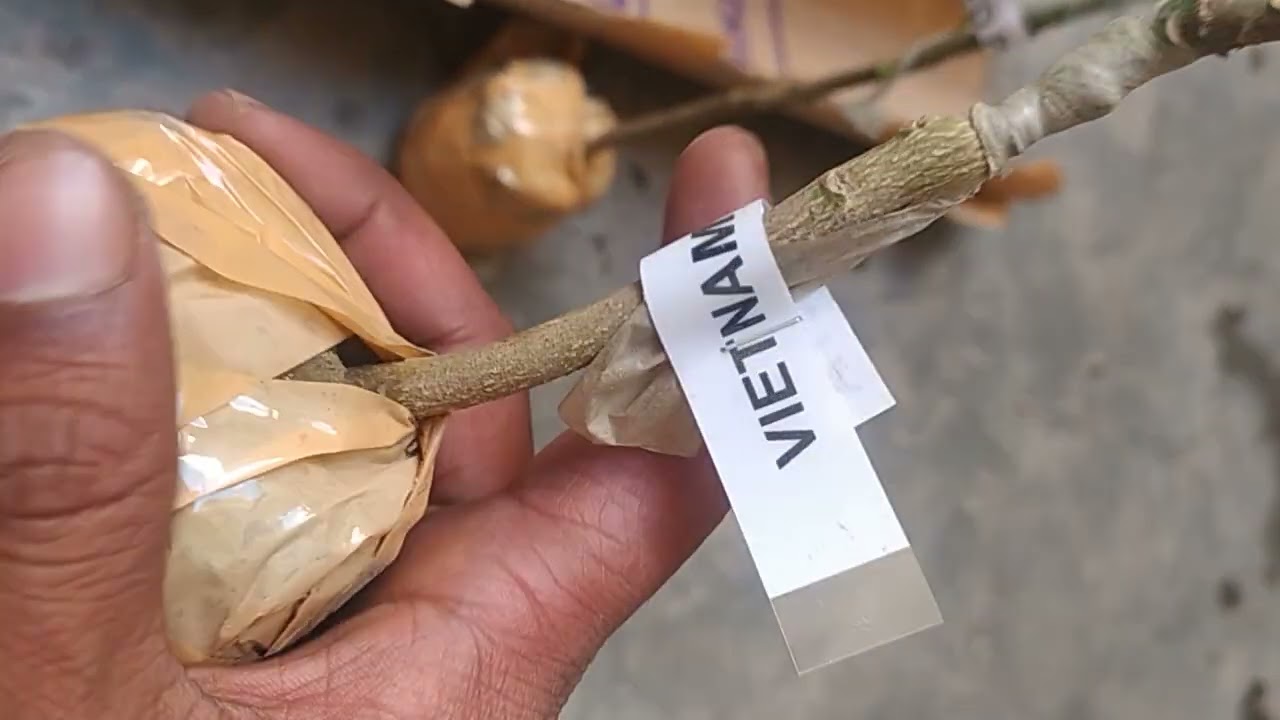 Baidya Nursery w.b Plant Unboxing video North 24 PGS