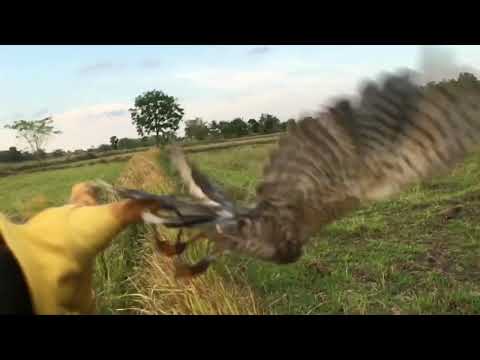 Shikra vs Brown Shrike