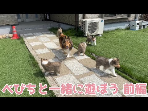 【シェルティ】べびちと一緒に遊ぼう🐾【前編】