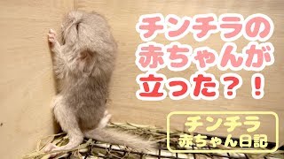 産まれて半日でチンチラベビーが立ち上がりました。【チンチラ赤ちゃん日記　その2】Chinchilla's Baby Diary 2