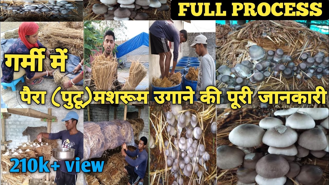 पैरा (पुटू) मशरूम उगाने की पूरी जानकारी। पैरा मशरूम कैसे उगाए।#pairamushroomfarming#bpchaudhari