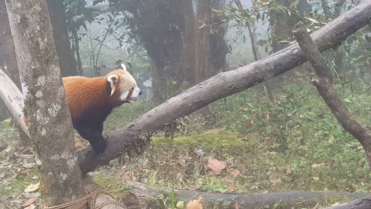 Red panda Amazing Animal | Save Animals - I saved